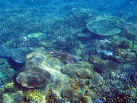 Plate Coral Backdrop