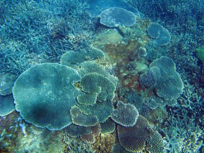Plate Coral Growths