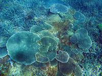 Plate Coral Growths