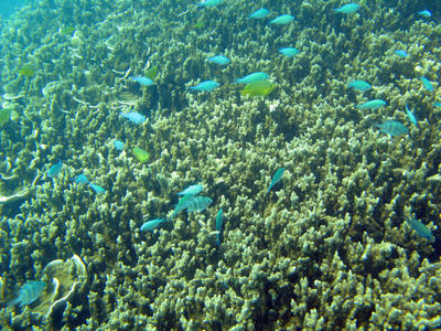 Reef Fish swimming