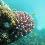 Pink Finger Coral and fish