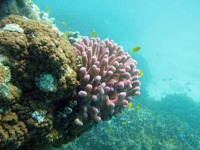 Pink Finger Coral and fish