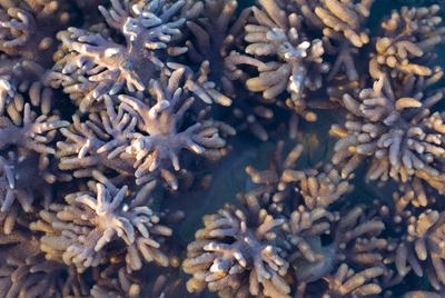 Sarcophyton corals macro