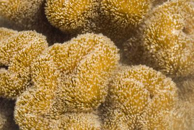 orange leather coral polyps