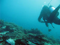 Scuba Diver Underwater