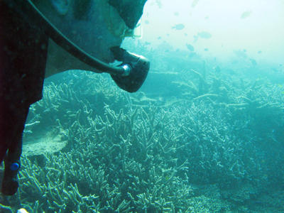 Scuba Diving Regulator