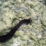 Holothuroidea Sea Cucuber 