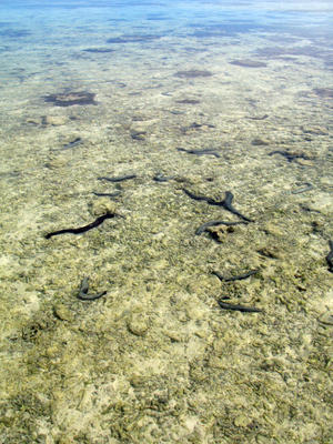 Sea Cucumbers low tide