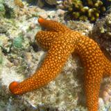 Underwater Sea Star