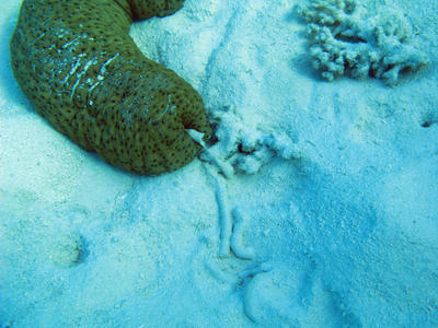 Sea Cucumber on the bottom