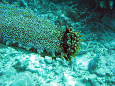 Underneath Sea Cucumber 