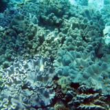 Soft and Hard Corals
