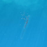 Underwater Jelly Fish