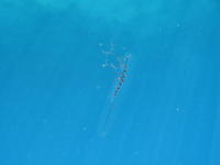 Underwater Jelly Fish