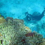 Reef Snorkeler