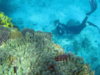 Reef Snorkeler