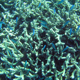 branching coral and blue fish