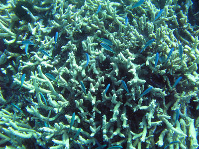 branching coral and blue fish