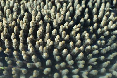 Acropora millipora coral