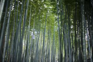 tall bamboo grove