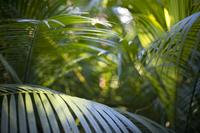 tropical rainforest vegetation