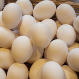 Basket OF Fresh Eggs