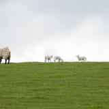 Grazing Sheep And Lambs