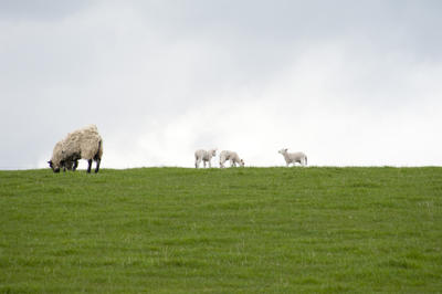 Grazing Sheep And Lambs