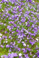 Flowering Spring Crocuses