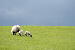 Twin Spring Lambs