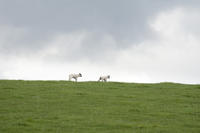 Two Playful Lambs