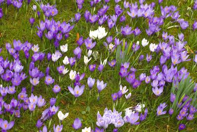 Crocus Flowers In Spring