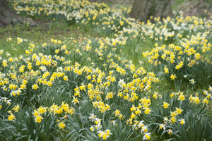 Flowering Yellow Daffodils