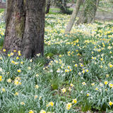 Cheerful Woodland Daffodils