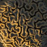 Stony Coral Scleractinia