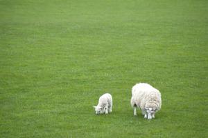 Spring Ewe And Lamb