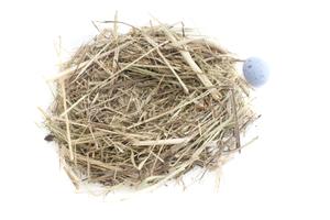 Empty Decorative Nest