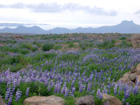 lupins