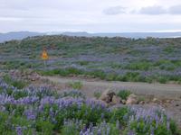 lupins