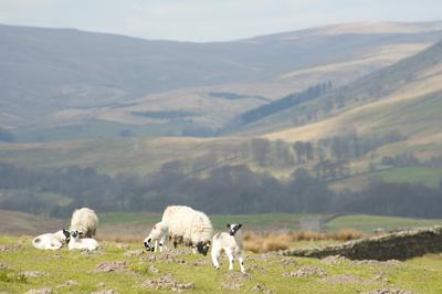 sheep farming