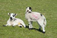 spring lambs