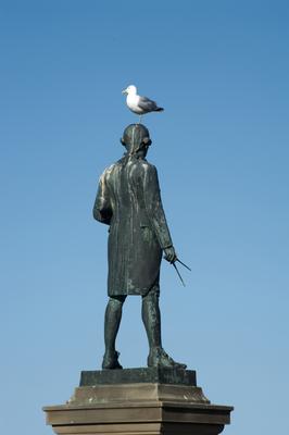 captain cook seagull
