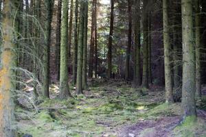 grizedale