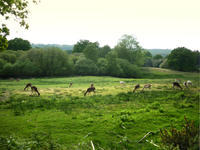 new forest wild deer