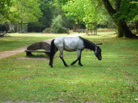 new forest pony