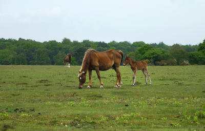 new forest ponies