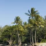beach and palms