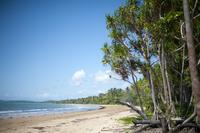 pandanus trees