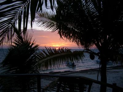 palms at sunset mexico