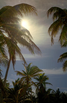 sunny palms